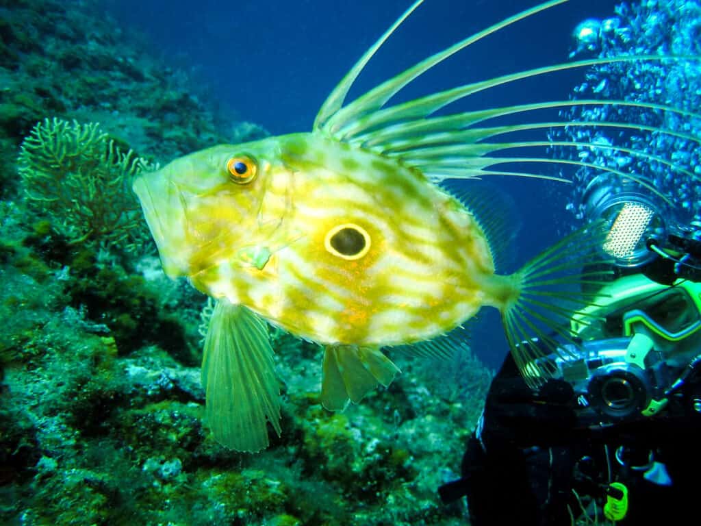 John Dory swimming