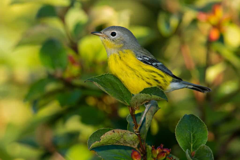 Juvenile magnolia warbler perched in a leafy tree