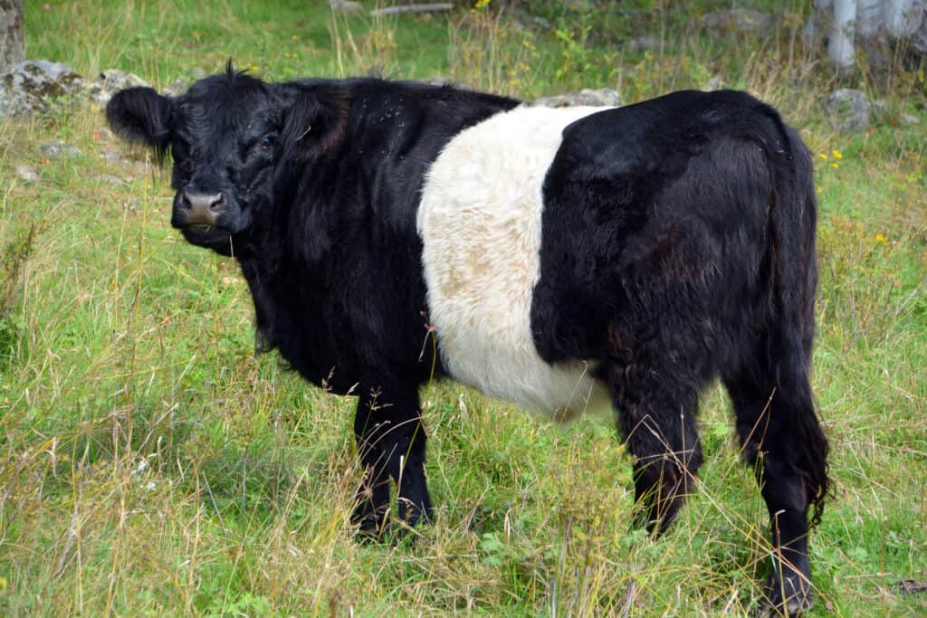 Belted galloways are easily distinguished by their appearance with their "belt" of white hair