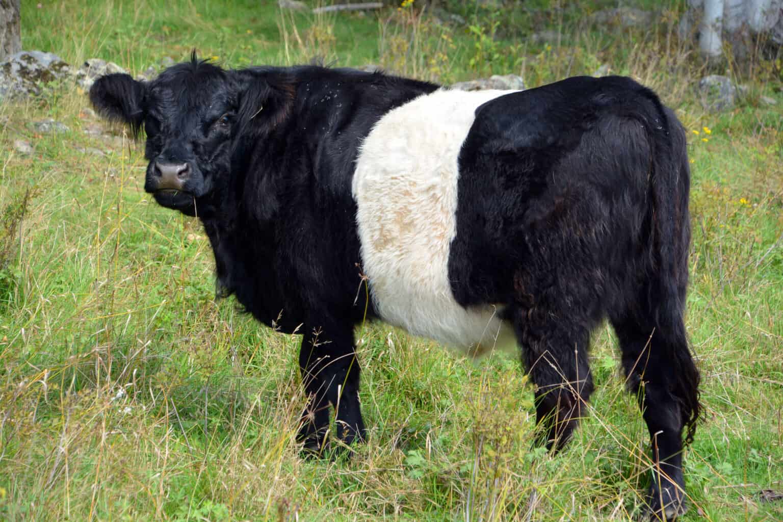 Discover 10 Black and White Cow Breeds AZ Animals
