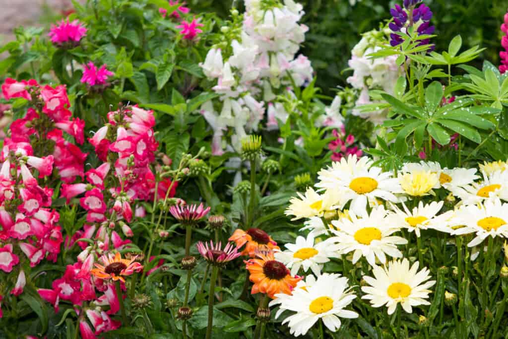 chamomile and perennial plants