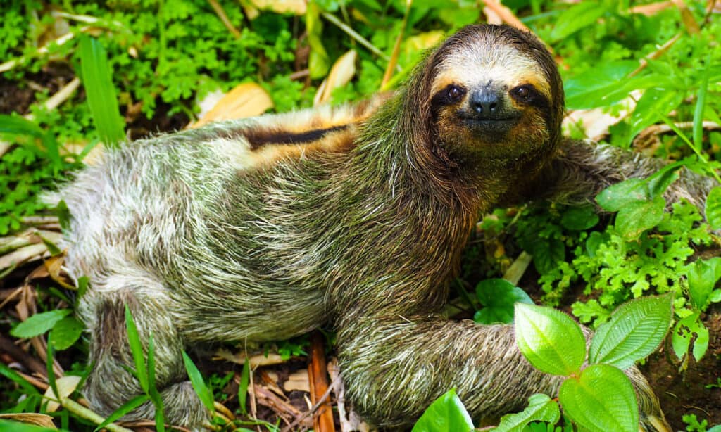 tropical rainforest sloth