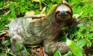 Sloth Spirit Animal Symbolism & Meaning - AZ Animals
