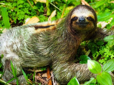 A Sloth Quiz: Test Your Knowledge!