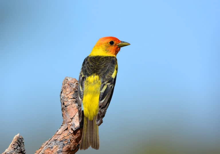 Male western tanager on a branch
