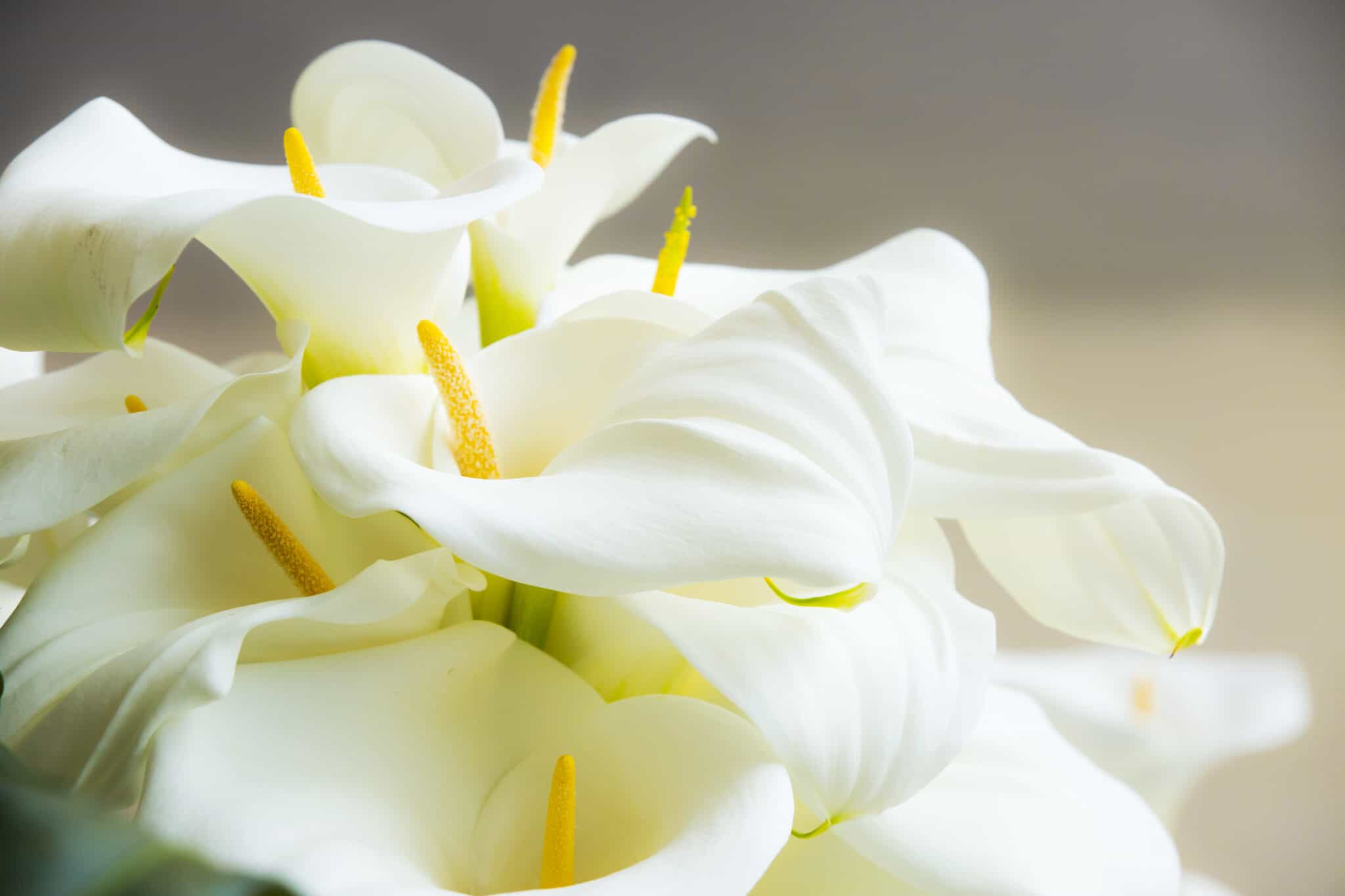 Canna Lily Vs Calla Lily What Are The Differences A Z Animals   Shutterstock 506029747 2048x1365 