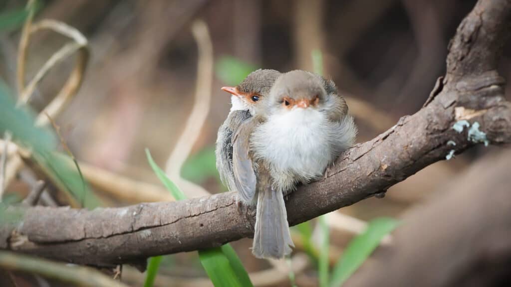 Fluffy superb fairy-wren chicks huddled on a branch