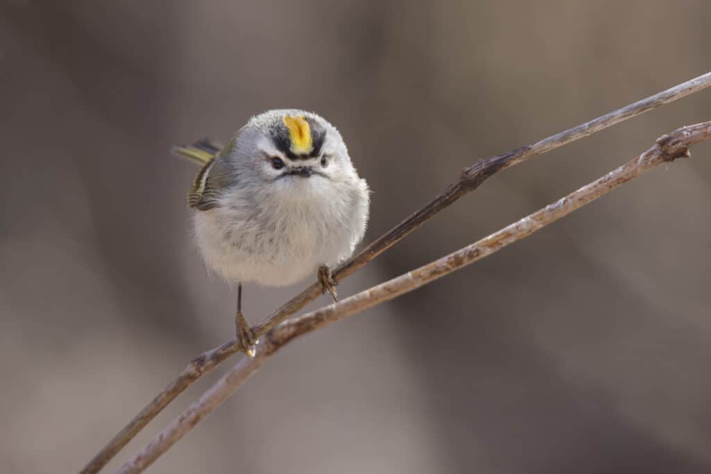 Frontal shot of a golden-crowned kinglet perched on a bare branch