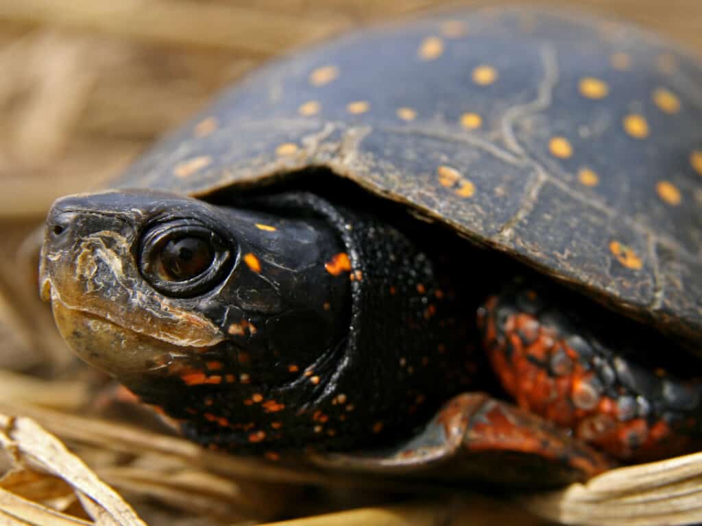 Adult,Spotted,Turtle,(clemmys,Guttata)