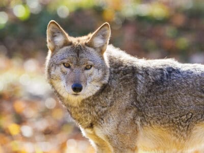 A Coyote Spirit Animal Symbolism & Meaning