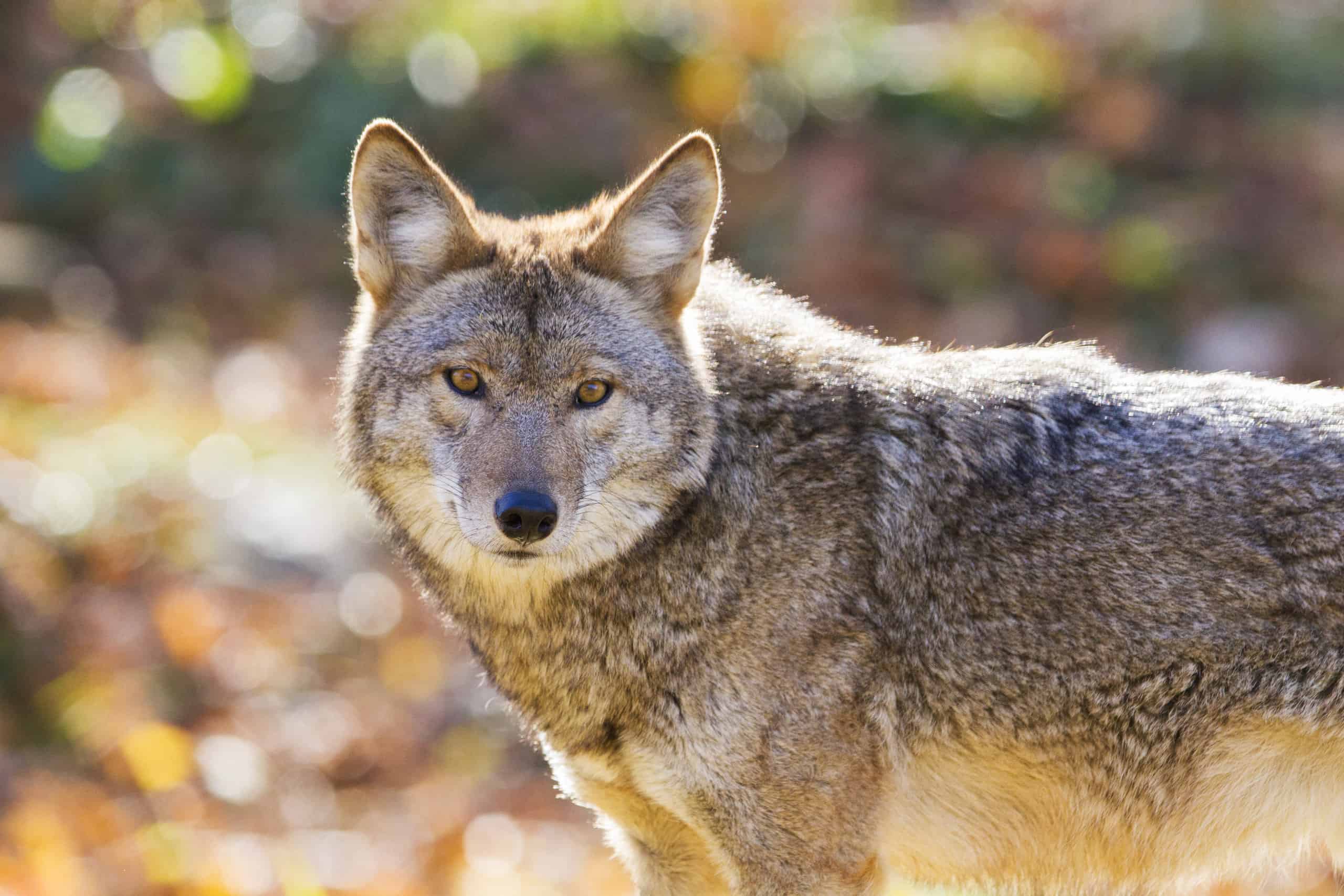 Are Coyotes Nocturnal Or Diurnal? Their Sleep Behavior Explained - AZ  Animals