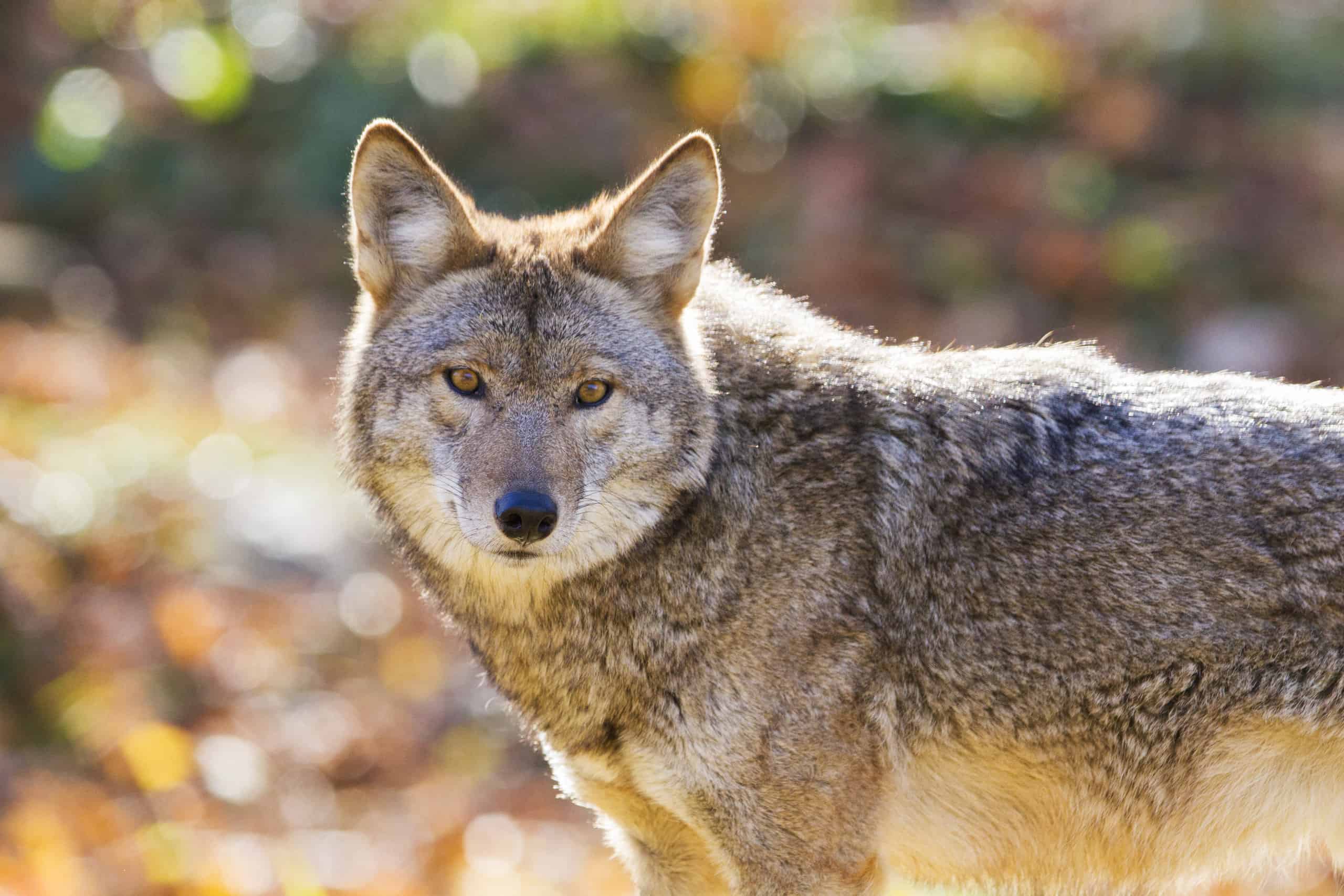 coyote in sunlight