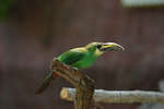 Emerald toucanet
