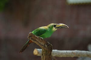 Emerald Toucanet, Aulacorhynchus prasinus