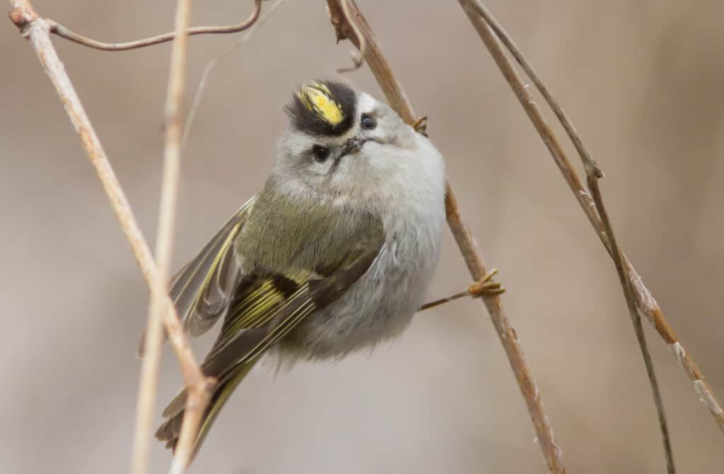 Golden-crowned kinglet perched on a thin vertical branch