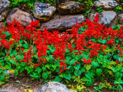 A 12 Beautiful Red Flowers in Texas