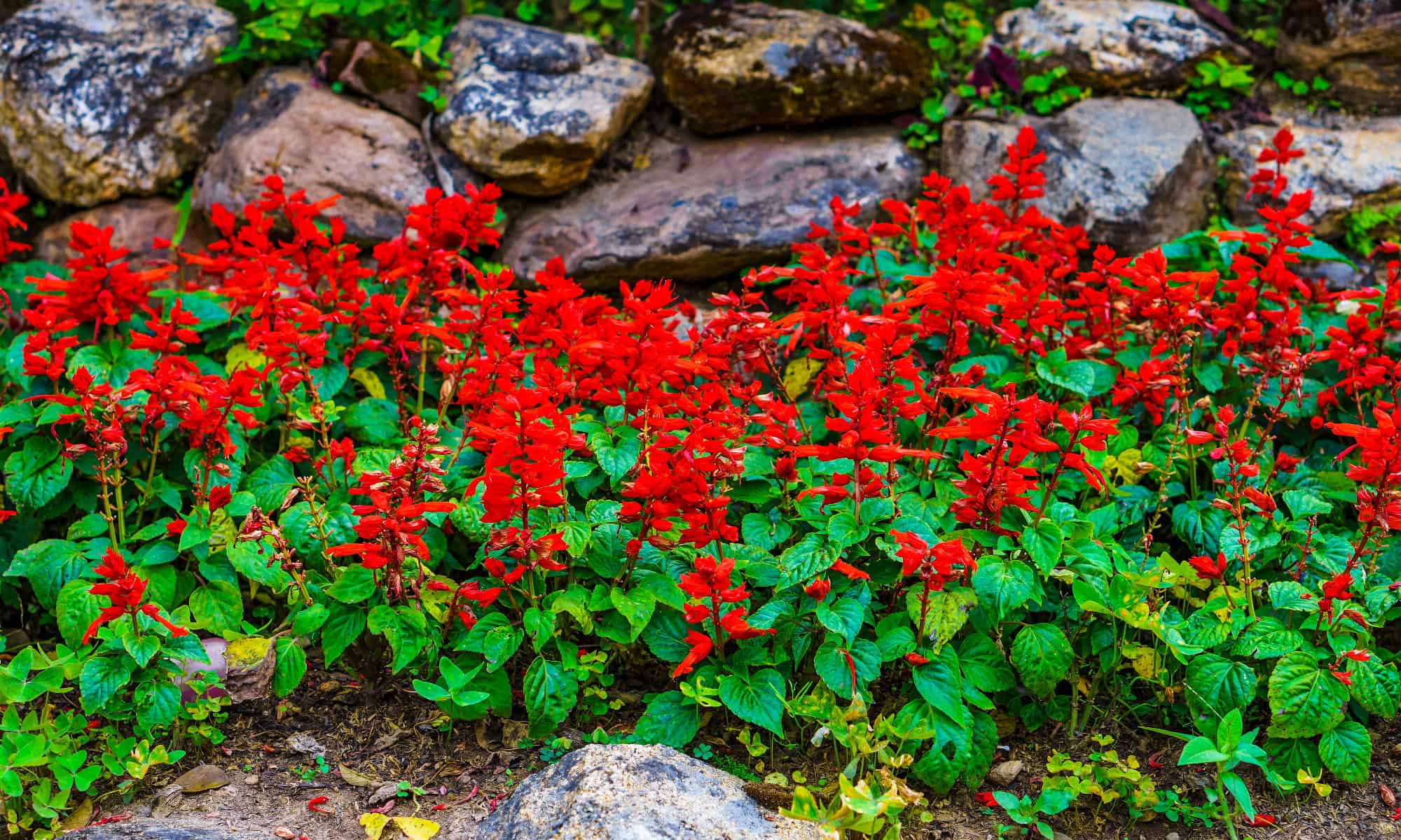 12 Beautiful Red Flowers In Texas AZ Animals