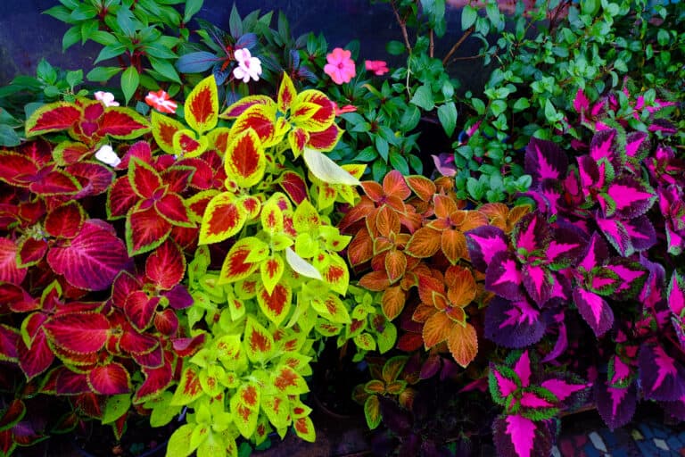 Different varieties of coleus