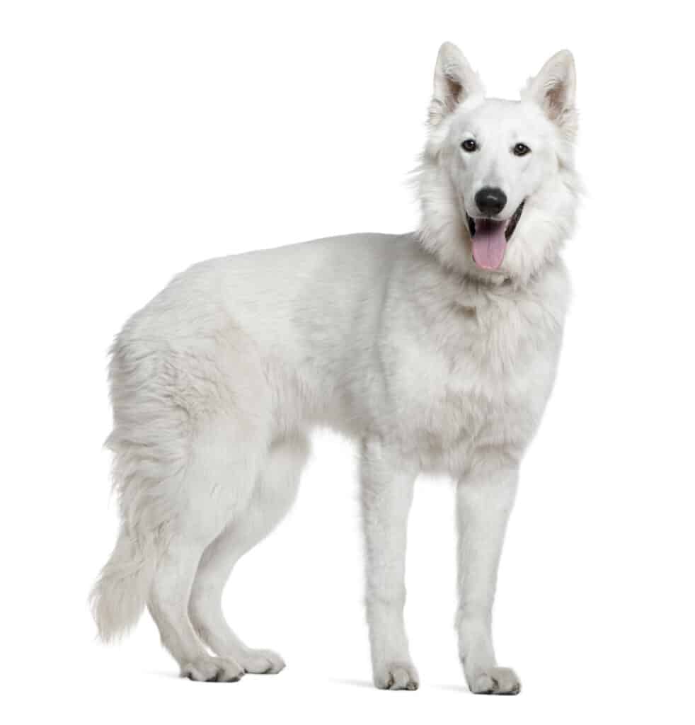 Berger Blanc Suisse standing isolated on white background