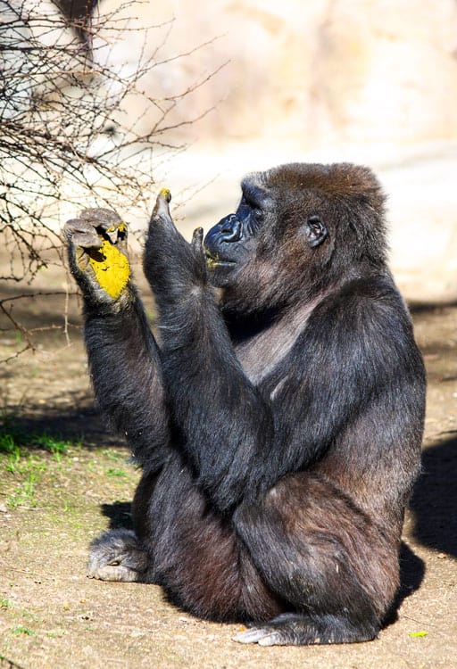 Gorilla eating feces