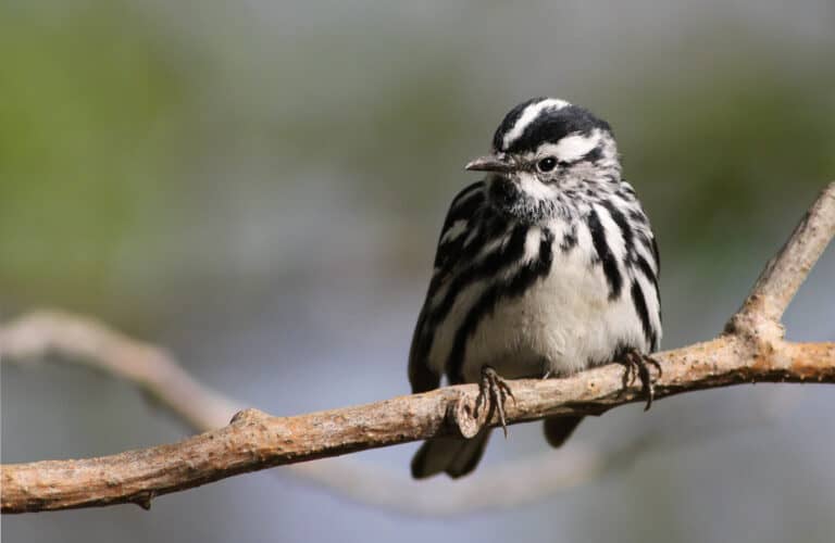 A black and white warbler sitting on a branch