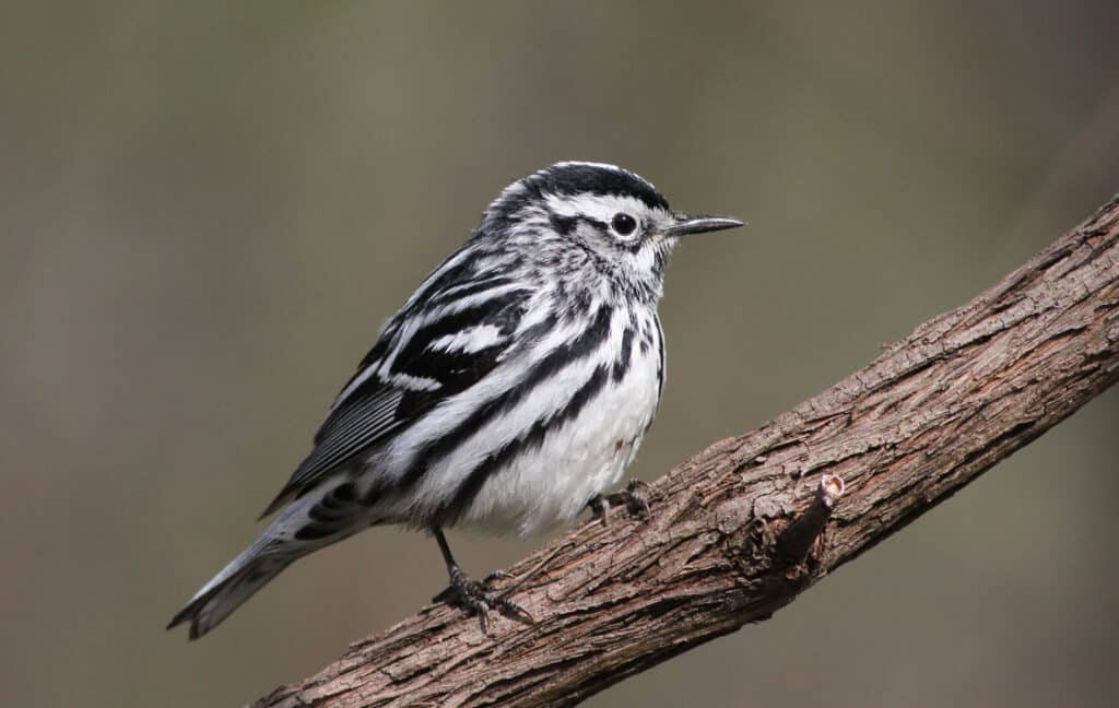 A black and white warbler perched on a branch against a blurred background