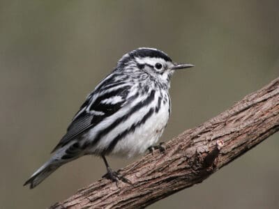 A Black and White Warbler