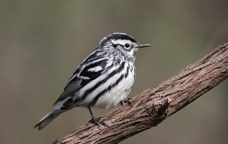 A black and white warbler perched on a branch against a blurred background