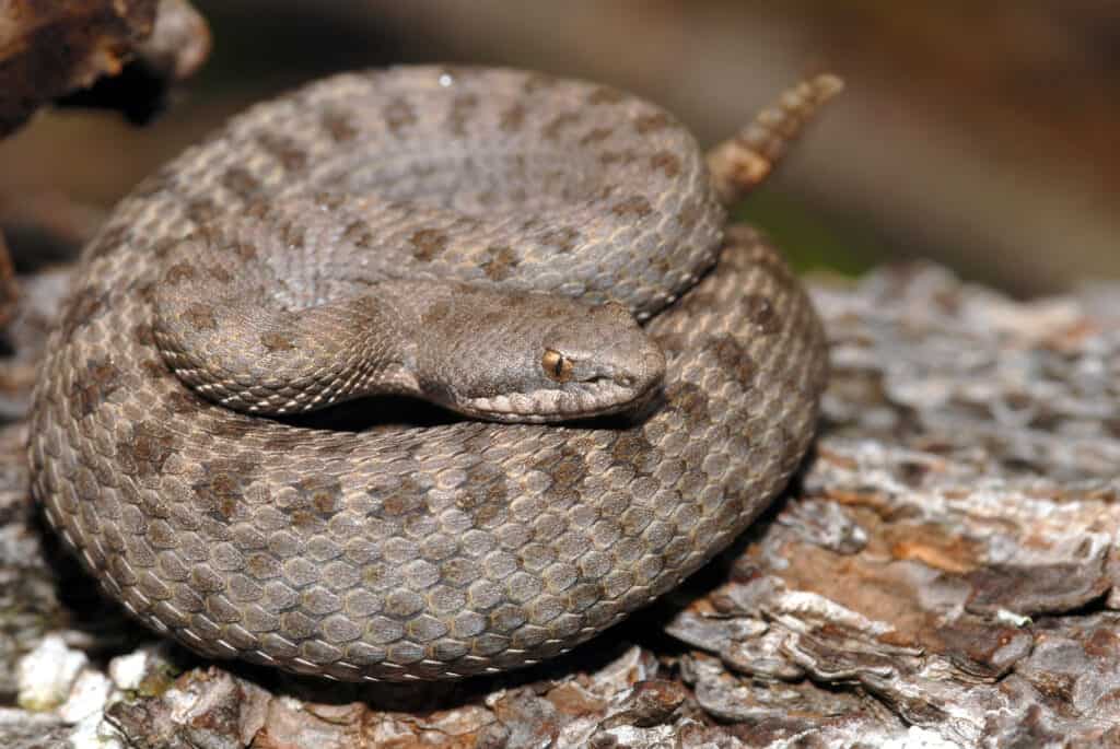 Mặc dù rắn đuôi chuông đốm đôi nhỏ nhưng chúng có nọc độc