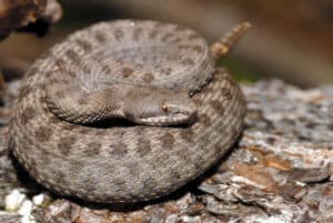 Texas Showdown: Who Emerges Victorious in a Rattlesnake vs. Feral Hog Battle? Picture