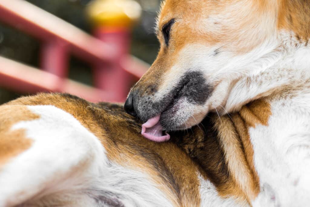 dog licking itself