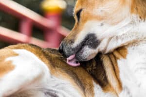 7 Reasons Your Dog Keeps Licking Their Butt Picture