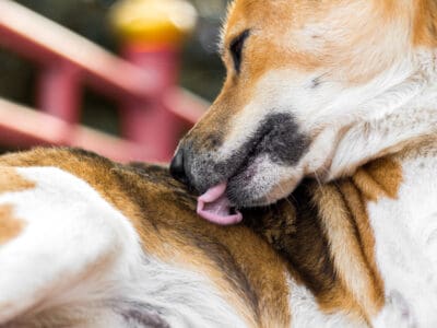 A 7 Reasons Your Dog Keeps Licking Their Butt