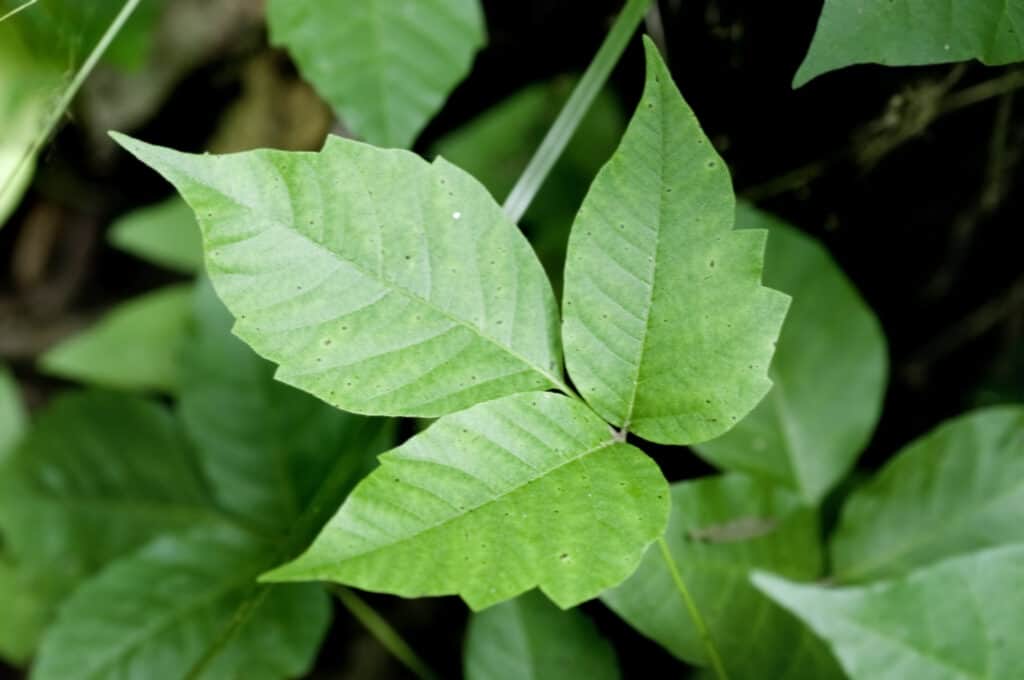 Focus is on one set of three green poison ivy leaves against a background of out of focus poison leaves.