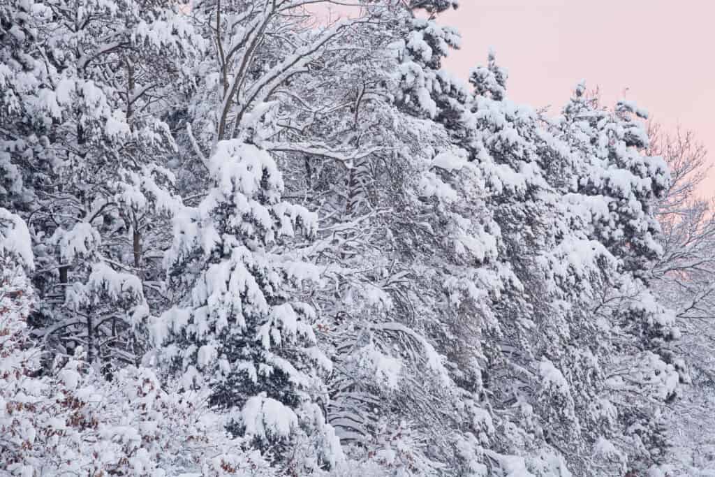 Snow covered trees in the Allegan State Game Area