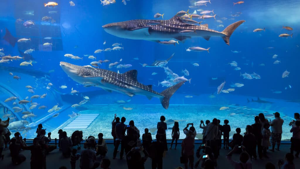 Whale,Sharks,Swimming,In,Okinawa,Churaumi,Aquarium,,Okinawa,,,Japan
