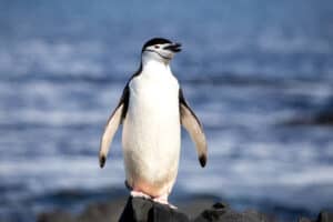 10 Incredible Chinstrap Penguin Facts Picture