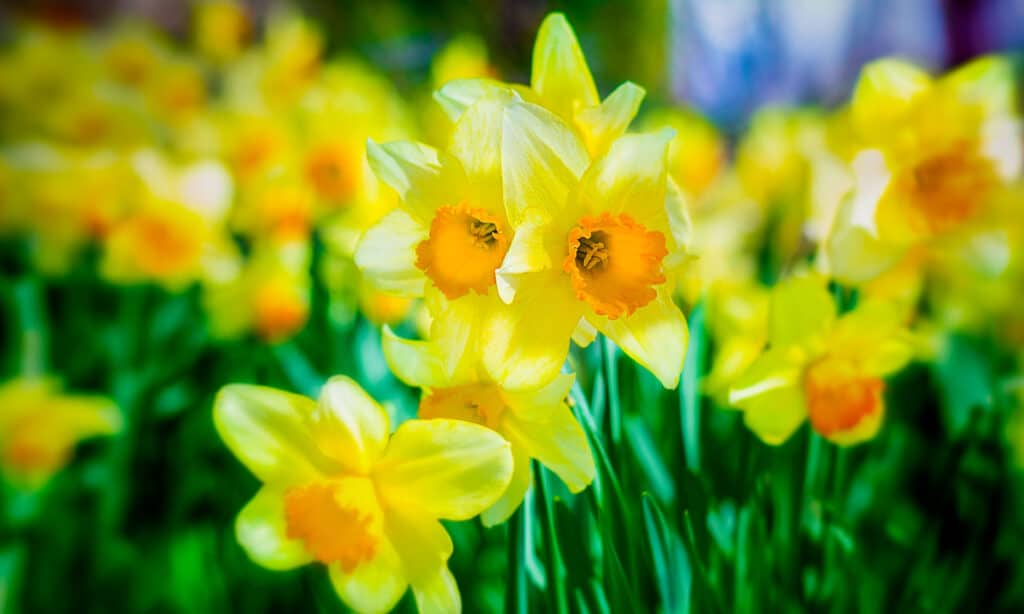 Daffodils