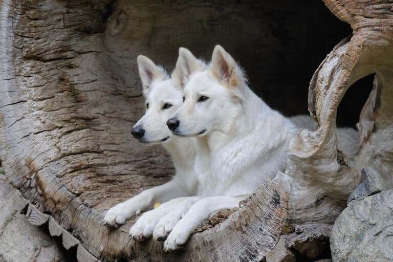 A pair of Berger Blanc Suisse staring out of a hollow log