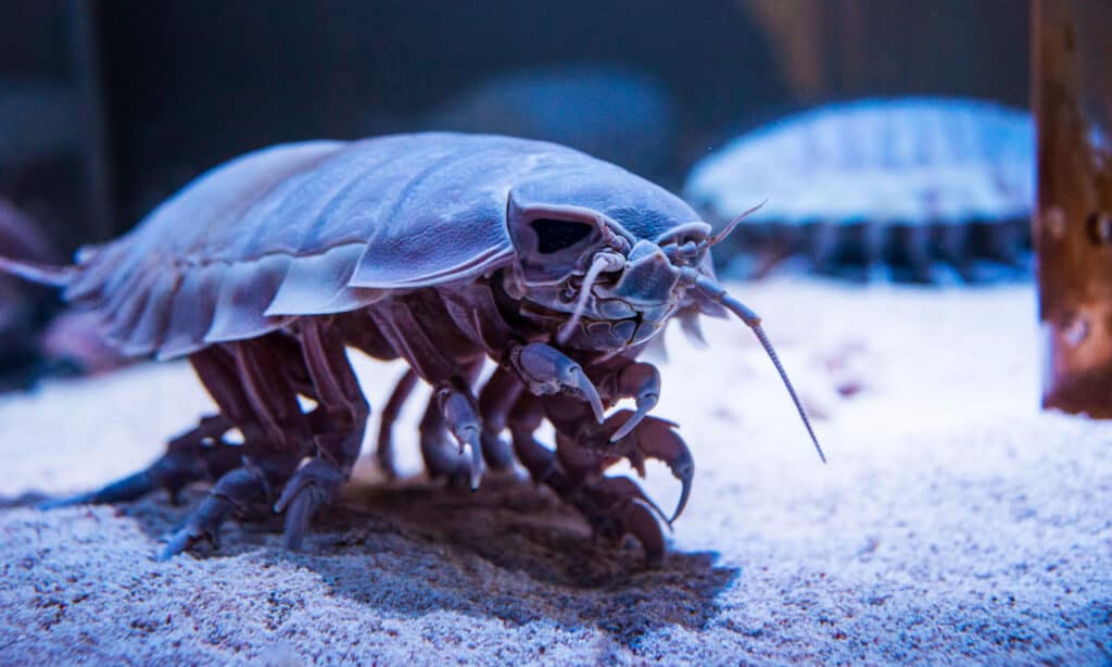 El isópodo gigante se alimenta de animales muertos en el mar