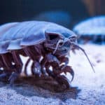 Giant isopod