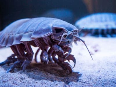 Giant Isopod Picture