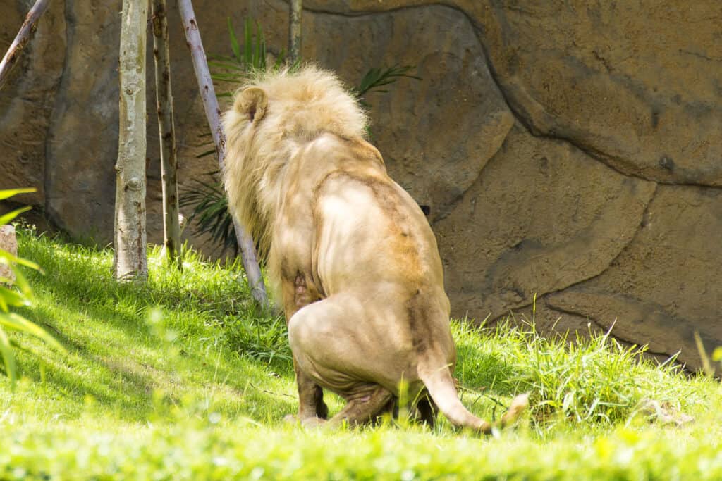 Lion pooping