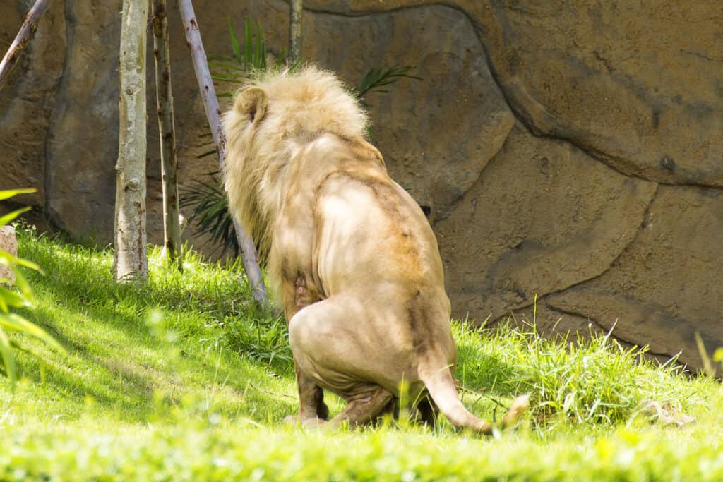 Watch This Huge Male Lion Come Right Up Next to Tourists and Proudly ...