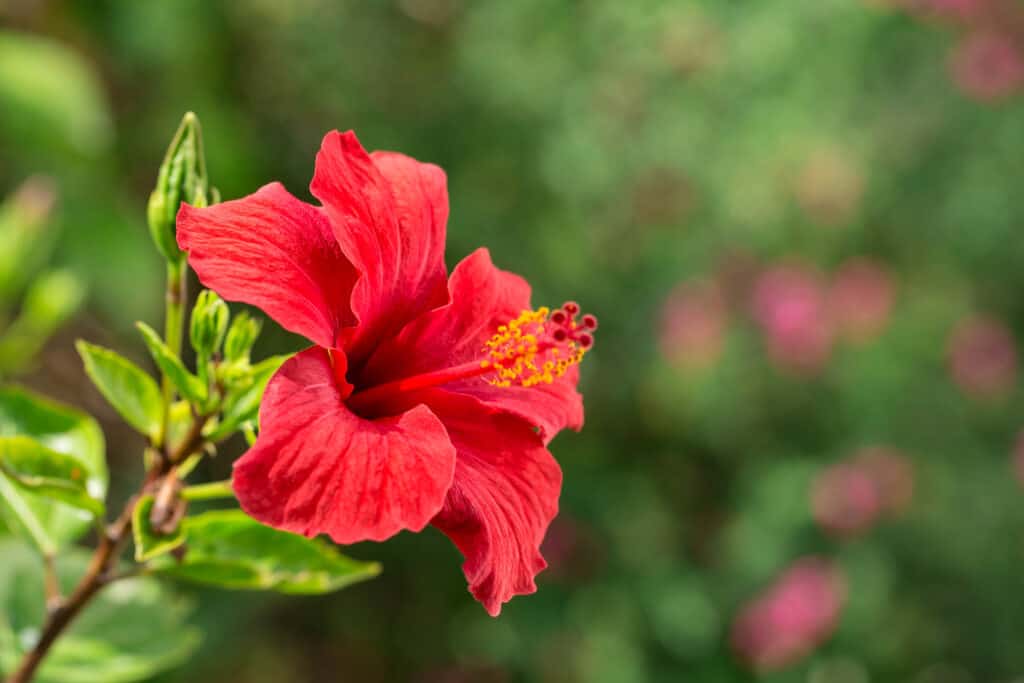 Red hibiscus