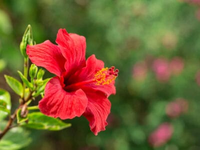 A Red Hibiscus: Everything You Need to Know