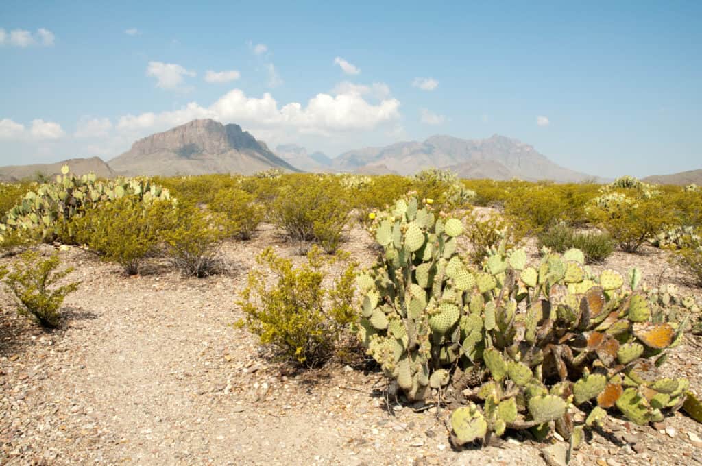 The Chihuahuan Desert with cacti in the foreground and the Chisos Mountains in the bakcground and white clouds in a blue sky