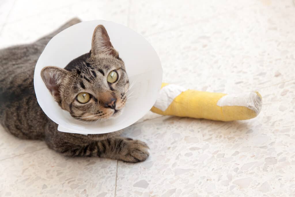 Striped cat with case on front foot with plastic cone around head