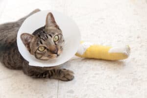 Cats in Cones Picture