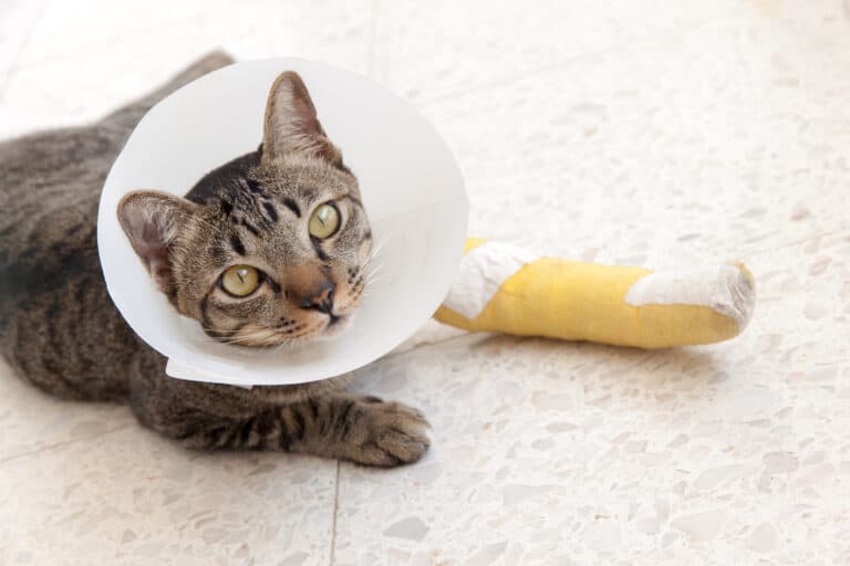 Striped cat with case on front foot with plastic cone around head